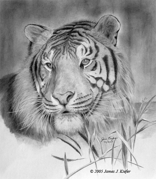 Bengal Tiger