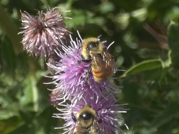bee in flower