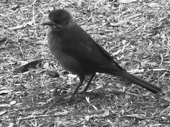 Bird 2