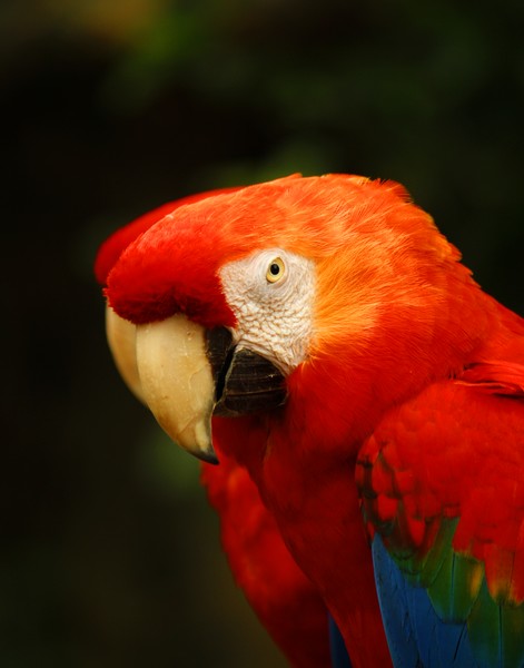 Macaw