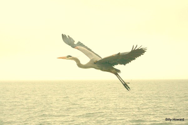 Blue Heron in flight