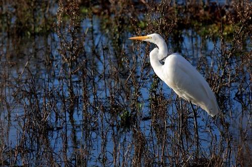 The Great White Egret