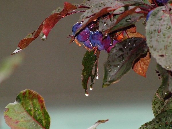 RAIN WASHED