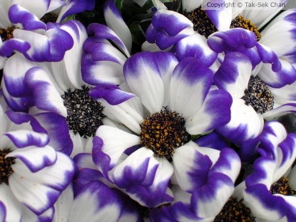 Blue Cineraria (Pericallis x hybrida), 03-12-2006