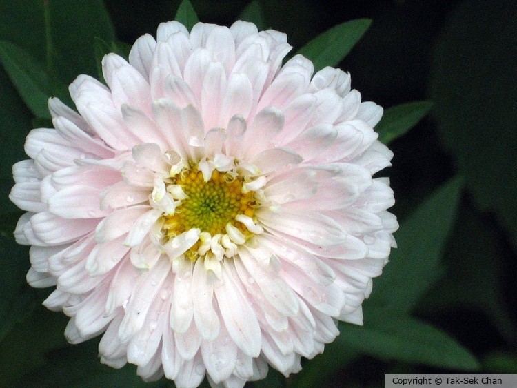 Gerbera jamesonii, Weston, MA, 07-25-2010