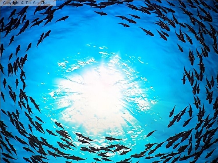 A Whirling School of Fish, Australia, 10-19-2023