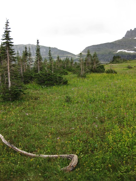 Alpine Meadow