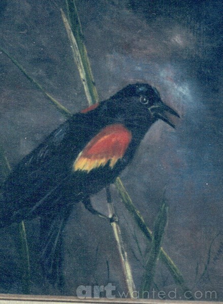 Nocturnal Visitor