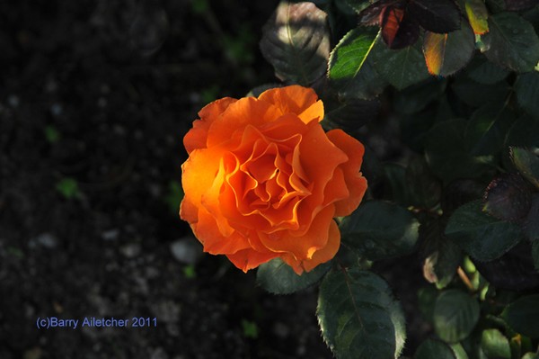 Flower