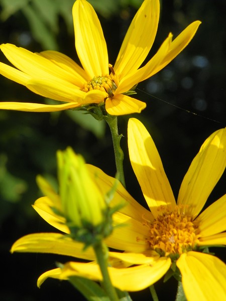 wild flowers