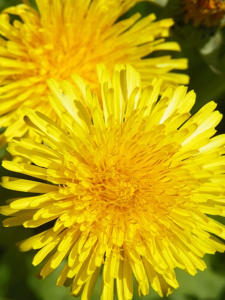 just dandy