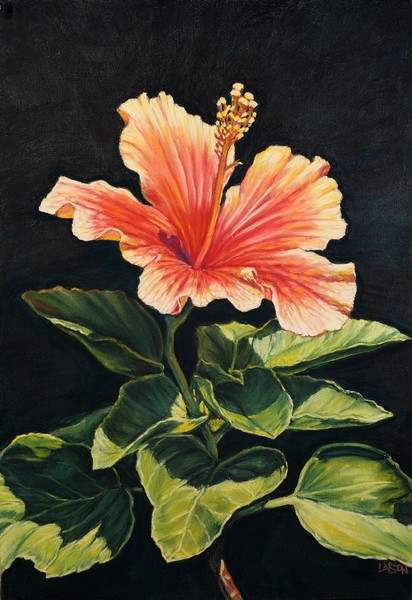 Hibiscus