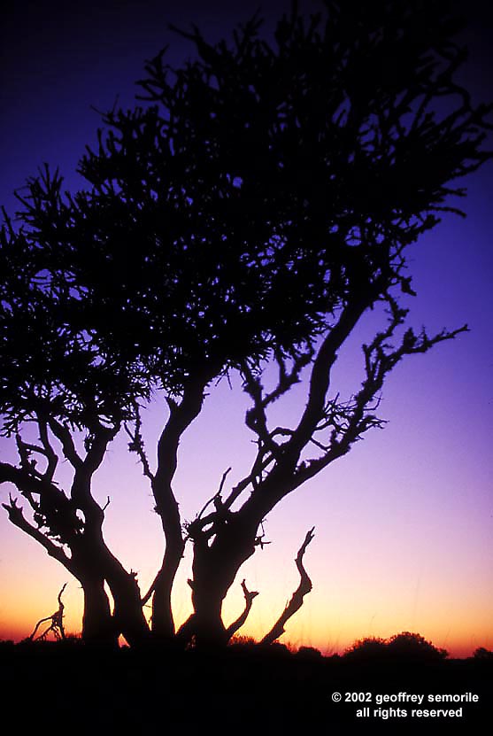 SPLENDERS LAST LIGHT