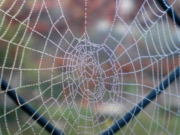 spider's web