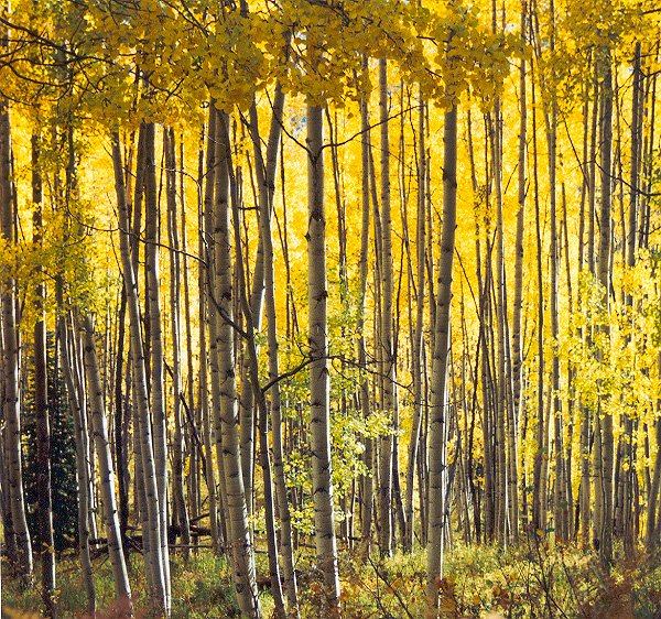 Aspen Grove