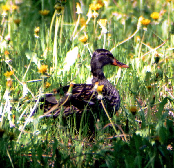 Dandeline Duck