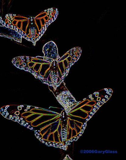 Anatomy of a Butterfly