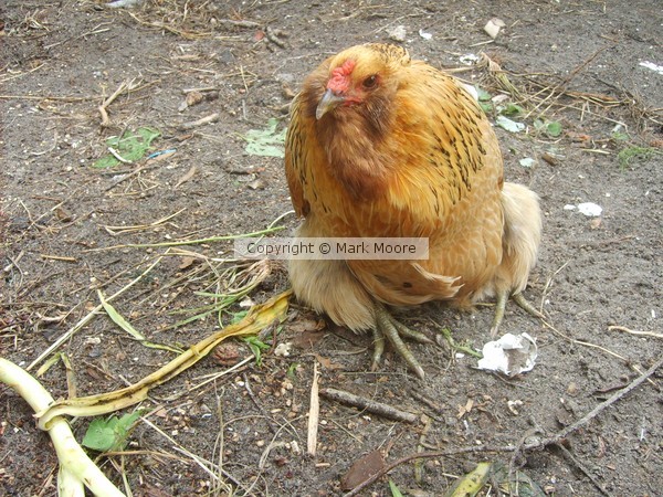 Injured Chicken - July 11, 2011