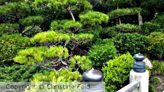 Japanese Gardens, CSU Long Beach