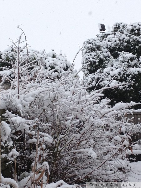 snowy afternoon in my garden
