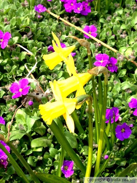 tiny yellow lights-of-spring