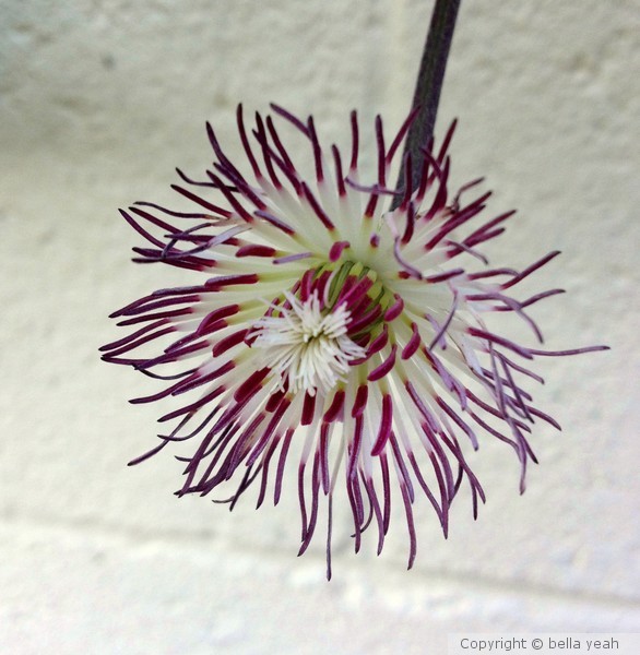 clematis seed head