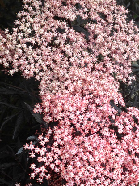 masses of elder flowers!