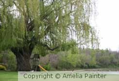 Weeping Willow