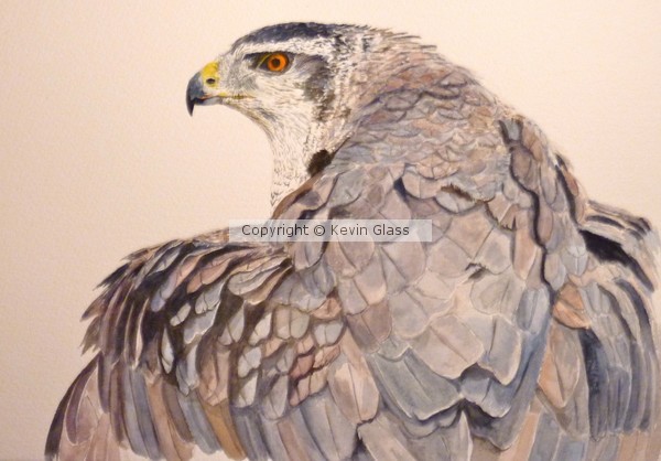 Goshawk