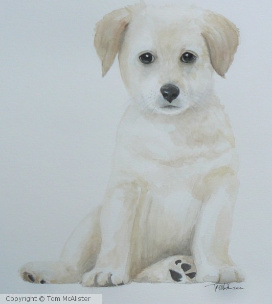 Yellow Labrador Puppy