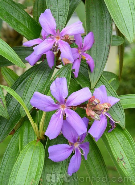 lovely nature I