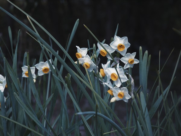 Narcissus