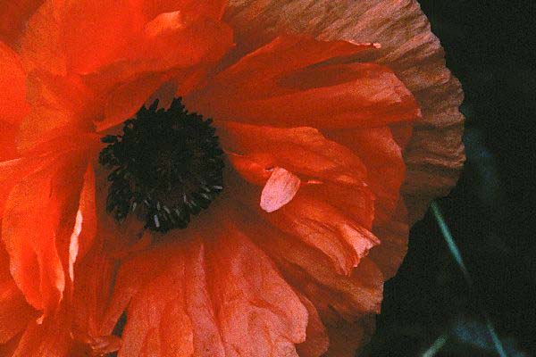 Poppy at full bloom 