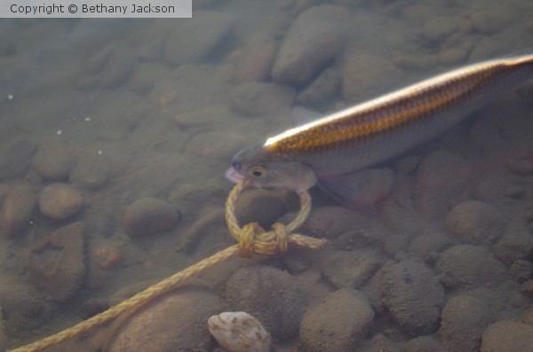 Goldeye