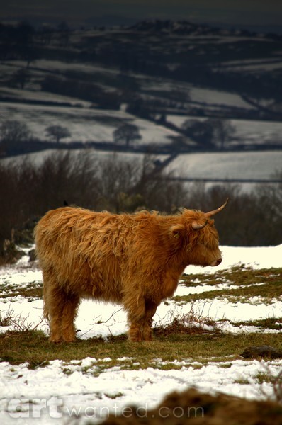 Highland Cow