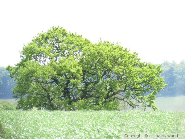 An.Island.in.the.Field