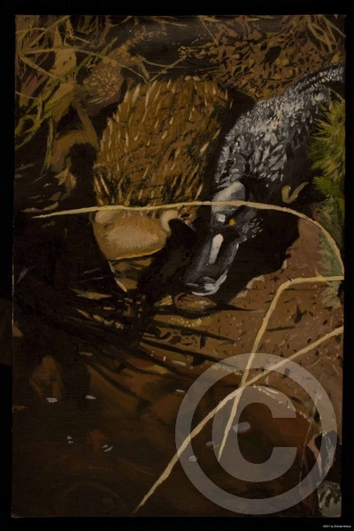 Hedgehog and Platypus
