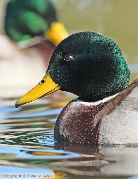 Mallard