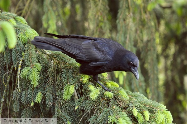 Crow