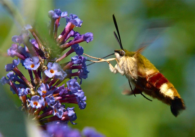 hover moth 3