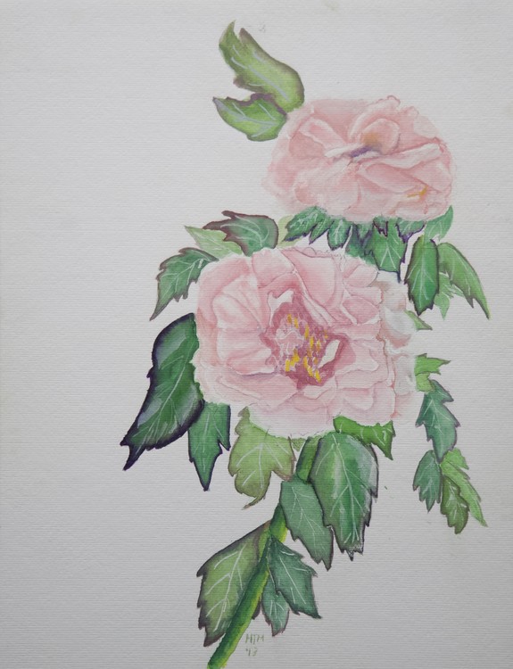 Peonies