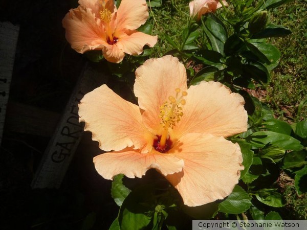 Garden Flowers