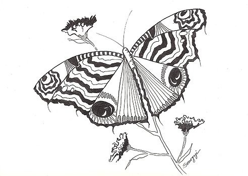 Butterfly in Black and White