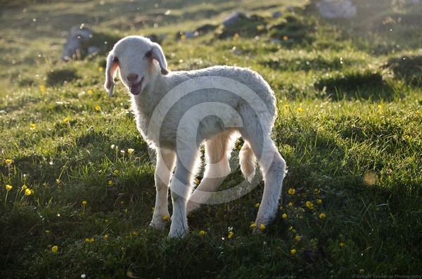 Little sheep