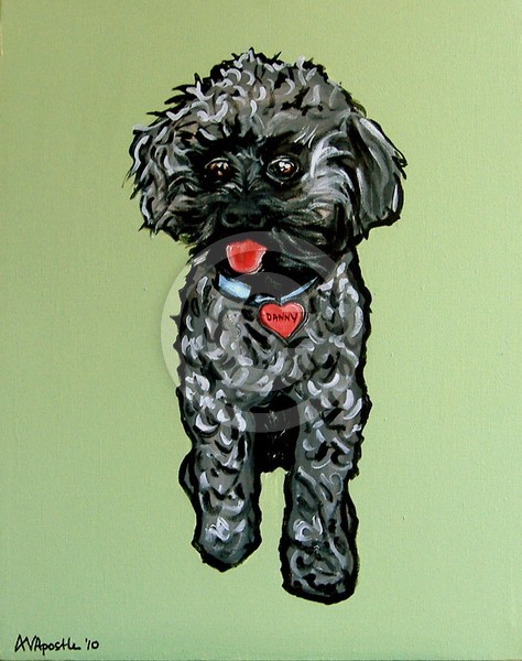 Maltese Dog