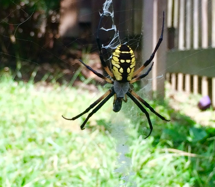 Backyard life