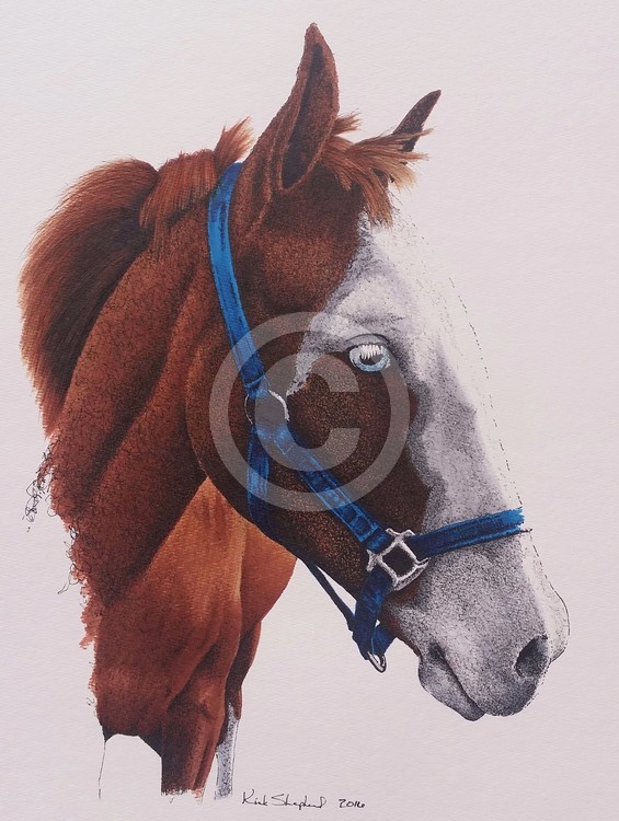 Horse looks