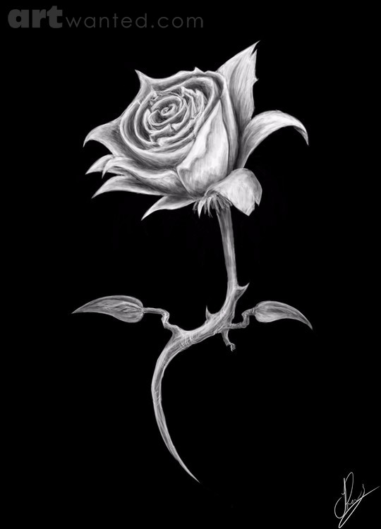 White Rose