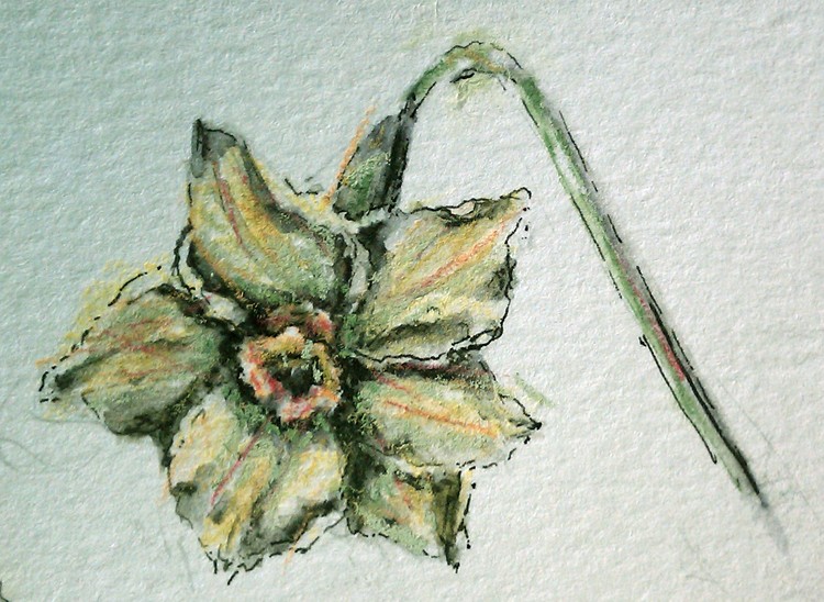Mini Daffodil Drawing