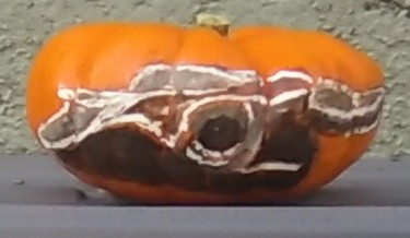 Steer Skull Pumpkin Painting